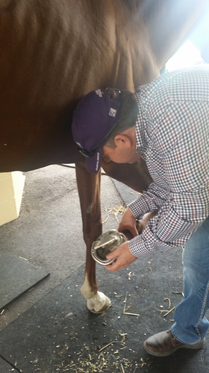 haraspaumar's tweet image. De la visita a #Gunnevera En plena evolución, de la lesión del casco de su mano izquierda. Excelente trabajo de Roliana Sanchez @rolimers @ASanoRacing @BencomoPablo #SabanaFarm @ivanher3