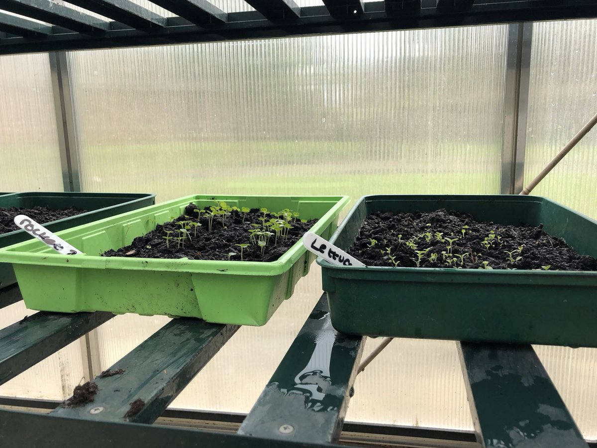 OTteamLGH's tweet image. Today in Grow Your Own we got starred on our smell section of our sensory circle. We planted some lavender which can help us to feel calm, sleep better and act as ant-inflammatory. It was also exciting to see some of our lettuce growing 🌱#gardening #valueot #sensory #meaningful