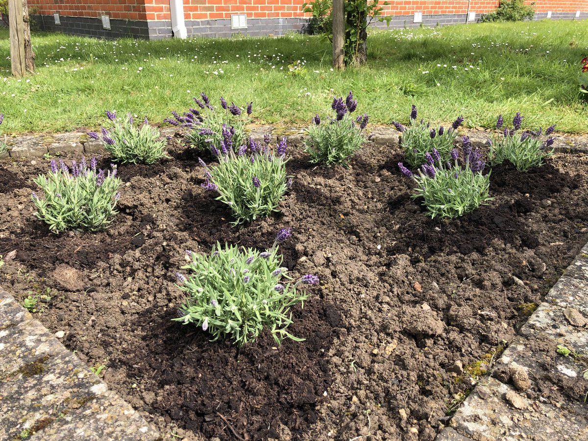 OTteamLGH's tweet image. Today in Grow Your Own we got starred on our smell section of our sensory circle. We planted some lavender which can help us to feel calm, sleep better and act as ant-inflammatory. It was also exciting to see some of our lettuce growing 🌱#gardening #valueot #sensory #meaningful