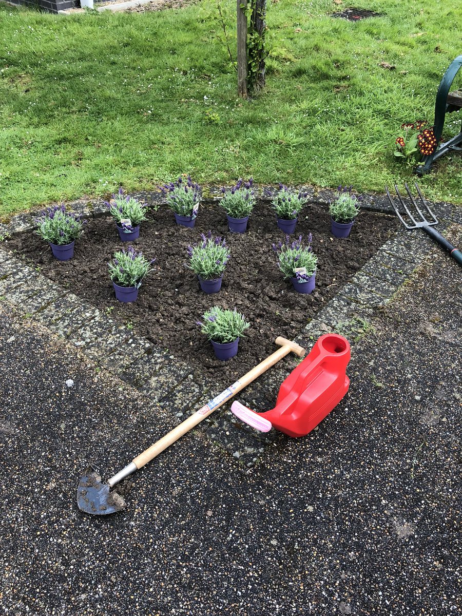 OTteamLGH's tweet image. Today in Grow Your Own we got starred on our smell section of our sensory circle. We planted some lavender which can help us to feel calm, sleep better and act as ant-inflammatory. It was also exciting to see some of our lettuce growing 🌱#gardening #valueot #sensory #meaningful