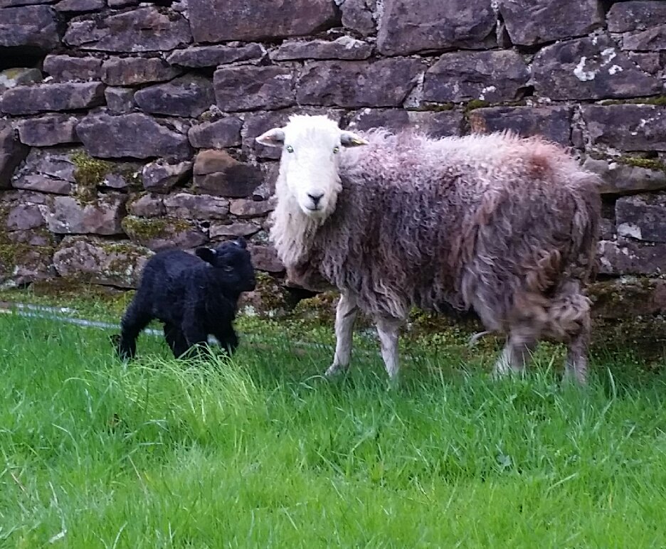 Yosef, our first 2018 lamb, born <a href="/LearningFields/">Learning Fields</a> on 26th April; lovely big tup. Mother &amp; son having a good look around today!