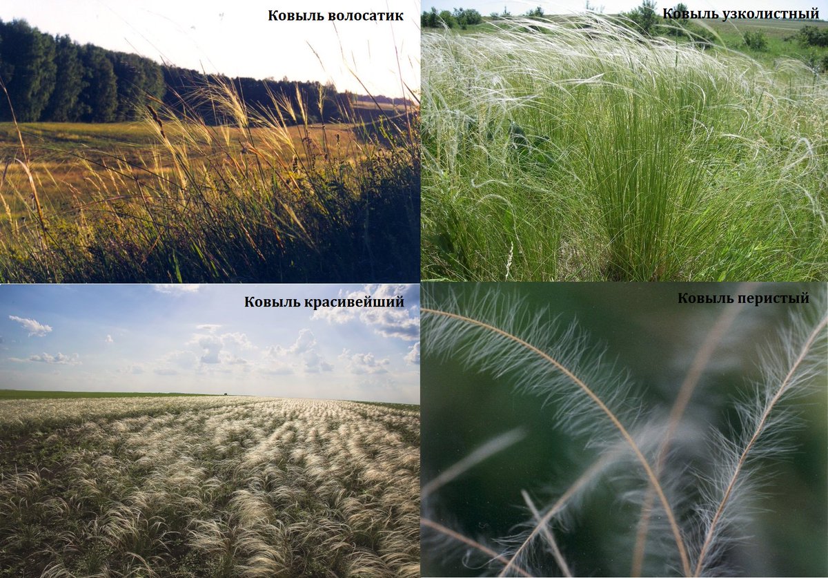 Ковыль – главный идентификатор степного сообщества. На территории музея-заповедника произрастает 4 вида – ковыль волосатик, ковыль красивейший, ковыль перистый и ковыль узколистный. #natureMW #КуликовоПоле #MuseumWeek