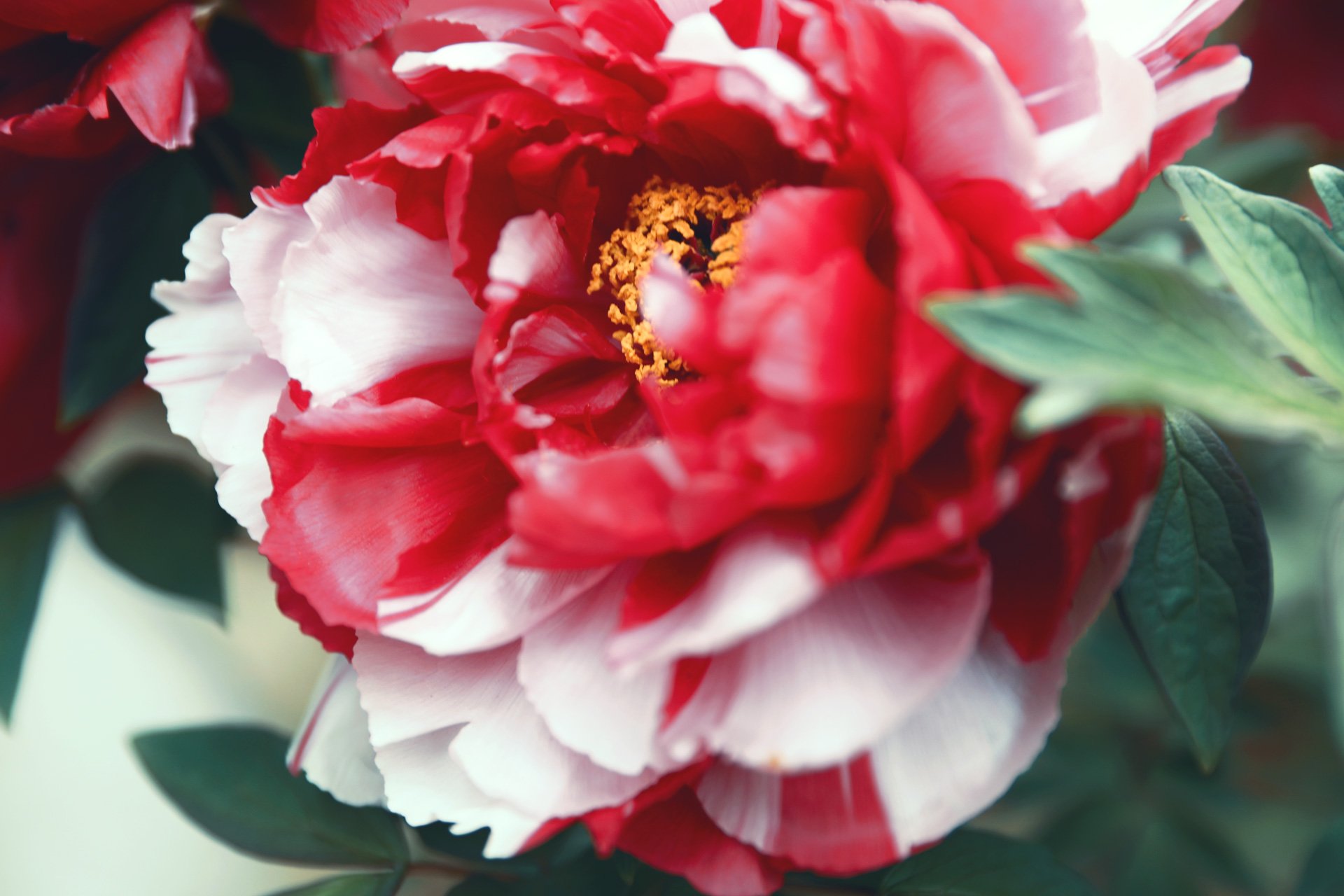 Neo Himeism 赤 白 絞りの牡丹の素材をアップしました T Co L4m6rcgrsv 今年はどの花も開花が早かったですが 4月30日から5月4日頃は七十二候の 牡丹華 ぼたんはなさく 季節です 創作に使える素材