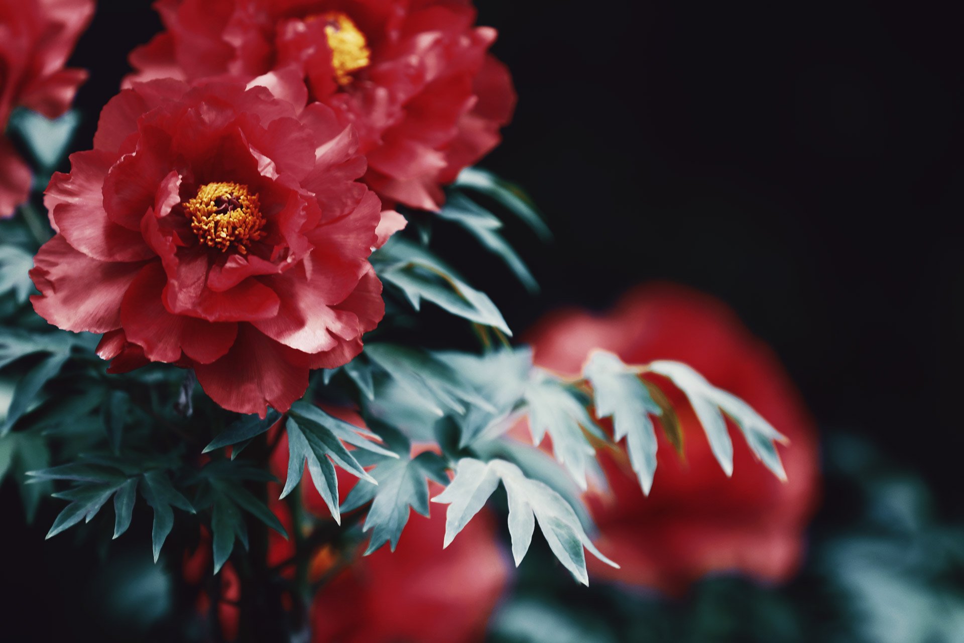 Neo Himeism 赤 白 絞りの牡丹の素材をアップしました T Co L4m6rcgrsv 今年はどの花も開花が早かったですが 4月30日から5月4日頃は七十二候の 牡丹華 ぼたんはなさく