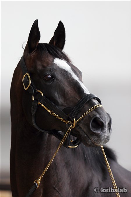 訃報 ダービー馬 スペシャルウィークが死亡 Togetter