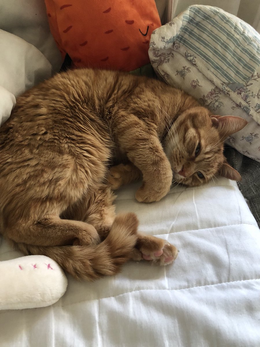 Hey all you lovely kitties &amp; cats. I’m really well thank you for all priv msg. I’m staying with my family from Dec. Loving new life. Not an outdoor cat anymore but as long as I have my mum I don’t care #alfiecat #kittyloafmonday #alive #love #catsoftwitter #didyoumissme