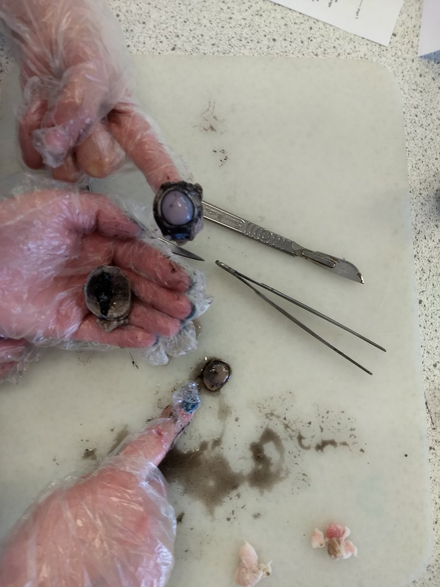 ScienceNCS's tweet photo. Year 7 absolutely nailed their eye dissection! https://t.co/Wxe0IrTIL0