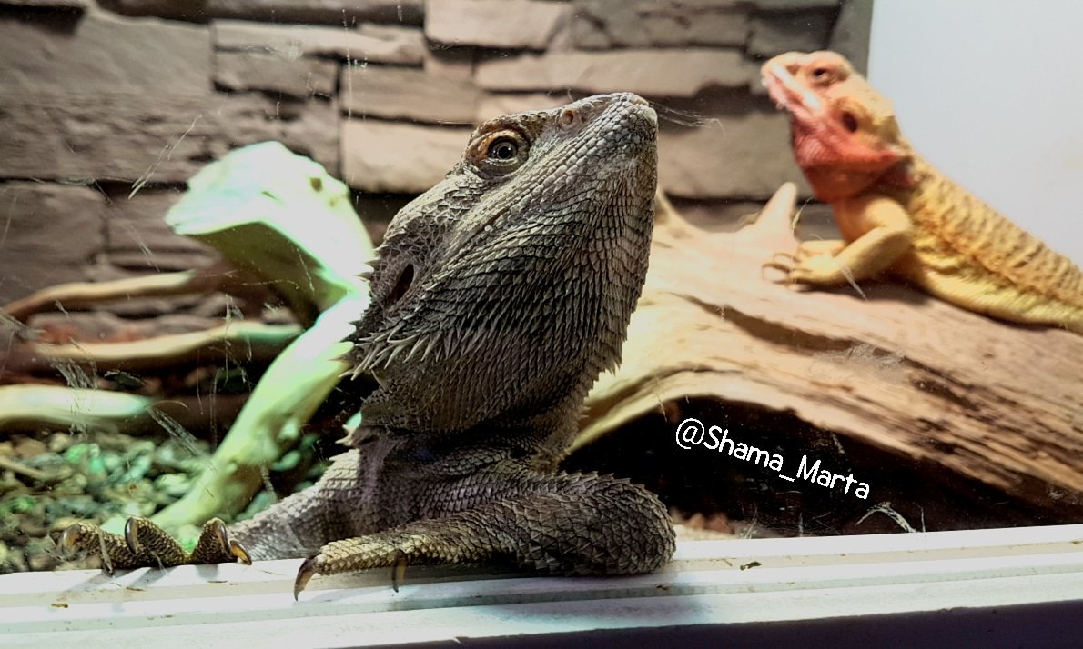 Shama_Marta's tweet photo. One beer, please 😂 My Fénix is waiting 😂👏🏻
#shamaworld #mylove #lizard #pogonavitticeps #beardeddragon #lagarto #reptile    #myoldboy #miwapo #miviejo #pets #mascotas https://t.co/v6ouZm2I88