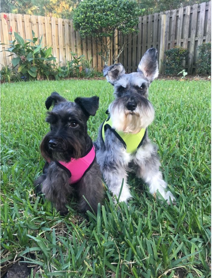 OscarJetson's tweet photo. RT @ModernDogMag: #FREEBIETIME! We're giving 3 lucky a Boston Mesh Harness with a personalized patch on Facebook! https://t.co/KDI16vC8Oq https://t.co/0euexOGBor https://t.co/fdc7I13Pic