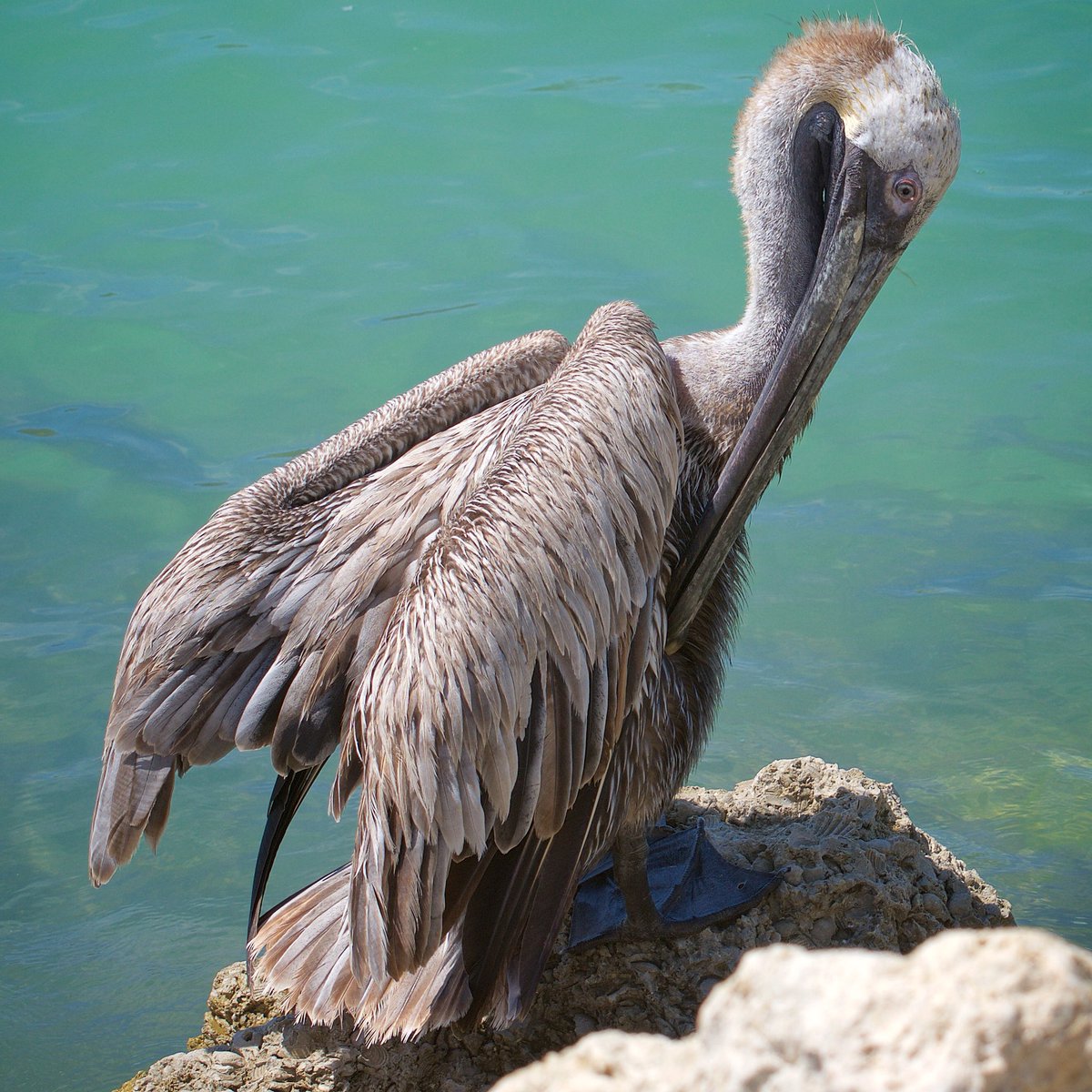 MelanieMalbon's tweet photo. Pelicans just lovin’ life - Nokomis, FL
#photography #naturelover #wildlife #wildlifephotography #beautifuldestinations #PreciousEarth #lookAfterOurPlanet https://t.co/hriZSsth13