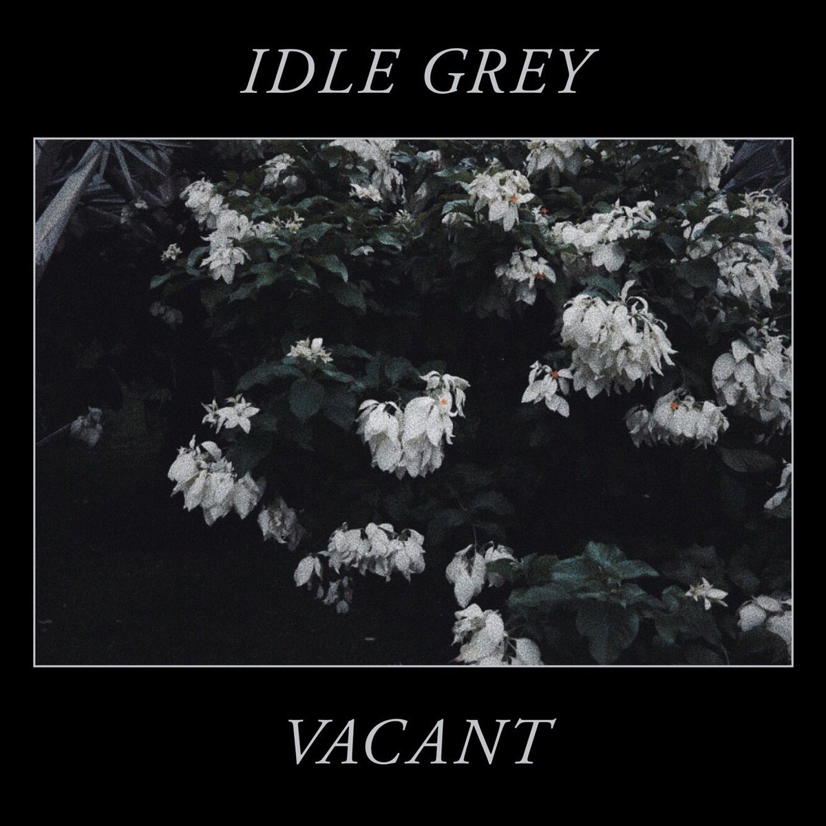 IDLE GREY tweet media
