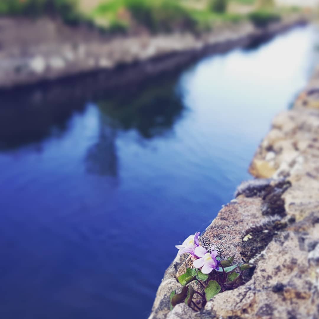 TotSalt's tweet photo. Sèquia Monar!  
#Salt #TotSalt #ElMeuSalt #VilaDeSalt #DescobreixSalt #ElNostrePoble #SaltGirona #Girona #Canal #Monar #SequiaMonar #RiuTer #Canal #Sequia
📸 Instagram ➡ https://t.co/kDYCQ8KKZB https://t.co/U8NhNp5soj