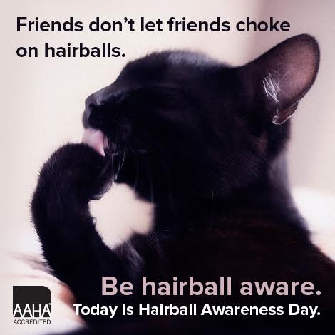 Halifaxvets's tweet photo. Hairball Beware! Today is #HairballAwarenessDay. Looking for tips on how to help your cat with furballs? 🐱https://t.co/QHefYPDcd6 #FelineFriendlyPractice https://t.co/iRskMpU1iG