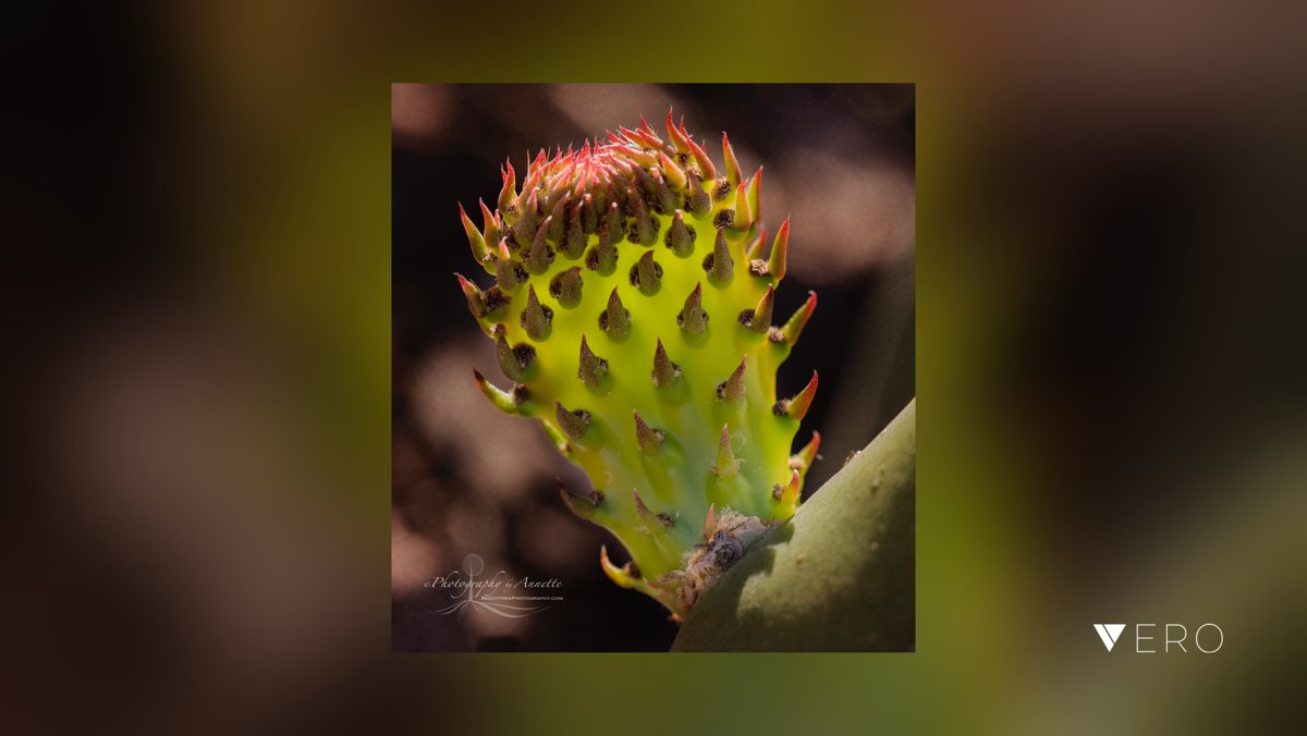 BeechTreePhotog's tweet image. Cactus babies. .
.
.
.
.
.
.#Cactus #Desert #Botanicals #Plants #Outdoors #Green #Macro #MacroPhotography #macro_mood @VeroTrueSocial