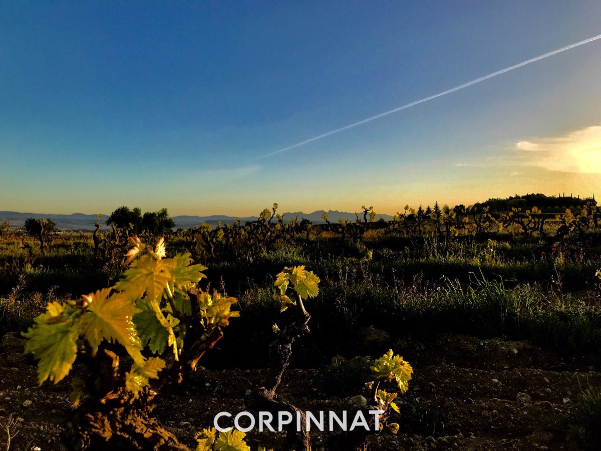 castellroig's tweet photo. . @corpinnatSW sparkling wines come from vineyards with organic production certification because respect for the landscape and the environment is one of the most important brand's values. #wine #winelover #winelovers https://t.co/OWAhFAz8Vd