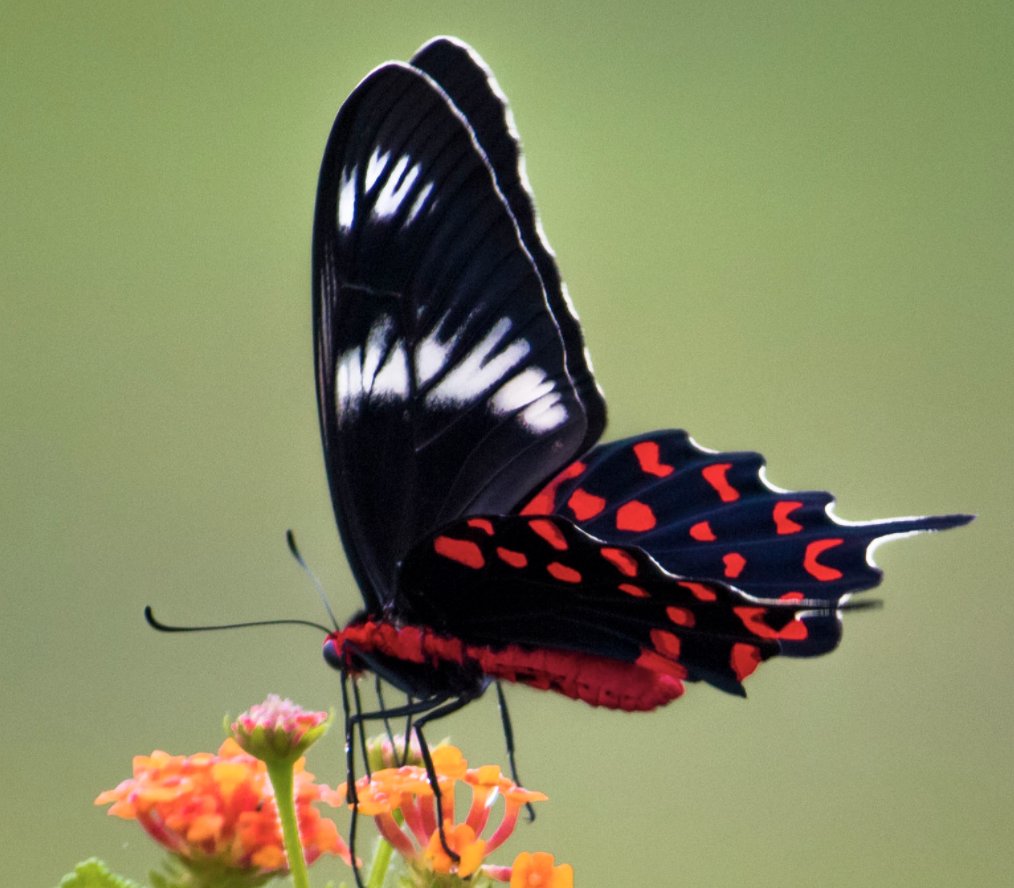 liveto_give's tweet photo. I am #Free to enjoy #abundance.
I am #Powerful with My adbundance
I am good &amp; enjoy an abundant life
I am love with blessings of  abundance  
I have value and add to other lives
I have purpose that elevates all situations to a joyful vibration.
And I Am Well

- #LiveTo_Give https://t.co/S3v0Z0W5PK