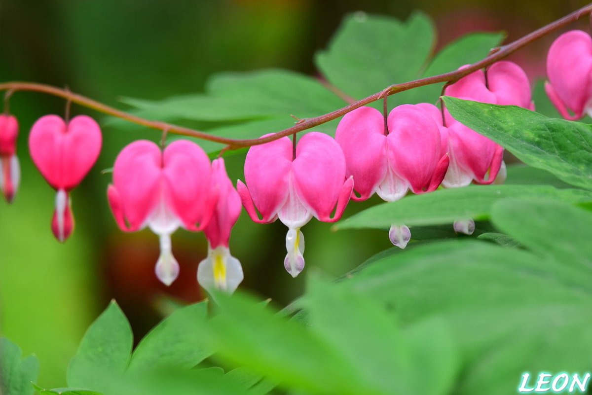 Leon Twitterissa ハートの形をした鯛釣り草 たいつりそう はとてもキュートでした 花言葉 は あなたに従う 従順 恋心 冷めはじめた恋 失恋 だそうです 写真好きな人と繋がりたい ファインダー越しの私の世界 Photography キリトリセカイ