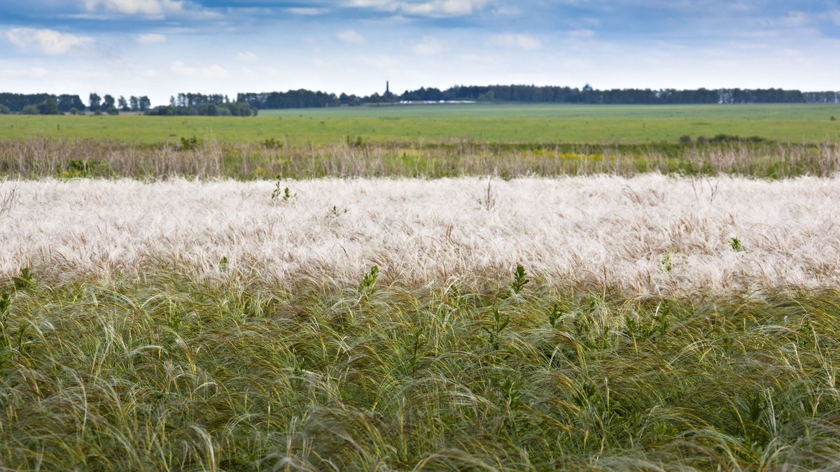 К сожалению, активное возделывание земель сделало его исчезающим видом. С момента создания Музей-заповедник занимается возрождением ковыльной степи – сохраняет природу тульского края и восстанавливает облик Куликова поля. #natureMW #КуликовоПоле #MuseumWeek