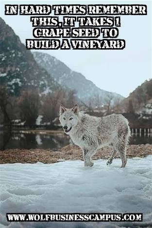 dancarsonwolf's tweet image. 