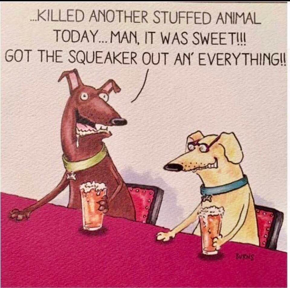 MeghanMNash's tweet image. So @abbeyobrien sent me this yesterday. Guess what I discovered this morning? The crinkle magically missing from Piper’s birthday toy. 😤 #dogmomprobs