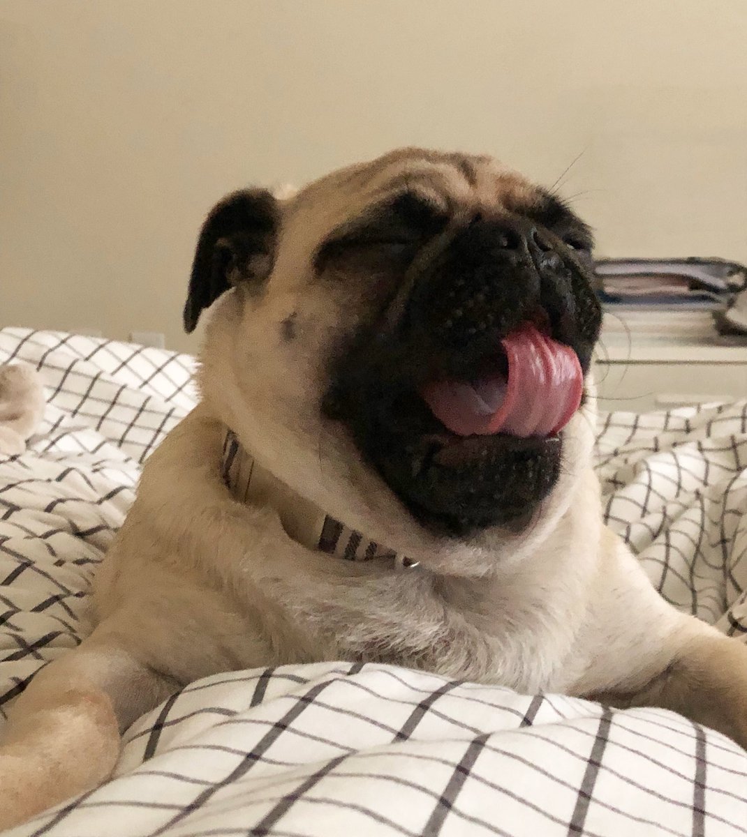 mateospug's tweet photo. Good morning world! ๐
#MateoThePug #1yearold #fawnpug #pug #pugs #pugspot #pugsworld #carlino #pugsofinstagram #puglife #pugpuppy #puglove #pugscute #cutenesspug #pugmania #puglover #pugsoftexas #pugsofaustin #carlino #pugstagram #carlinosininstagram #obssesedwithpugs https://t.co/YA7zbuRVQZ