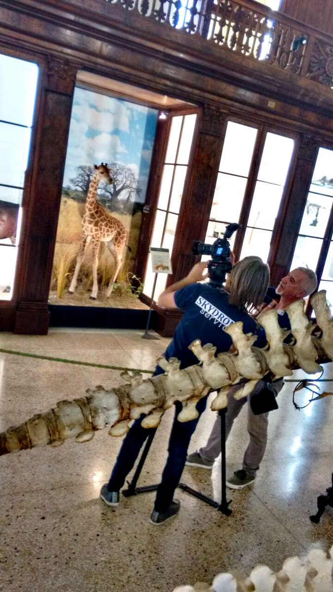 Working in progress.... (Centro Musei delle Scienze Naturali e Fisiche)