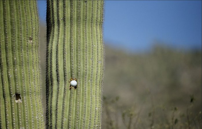 MeridianCondos's tweet photo. This is what we call an #Arizona #holeinone ⛳️🌵 #golfgoals #nailedit #desertgolf #scottsdale #golftrip  #meridiancondoresorts #golf #golfgame https://t.co/BULnhor8Ws
