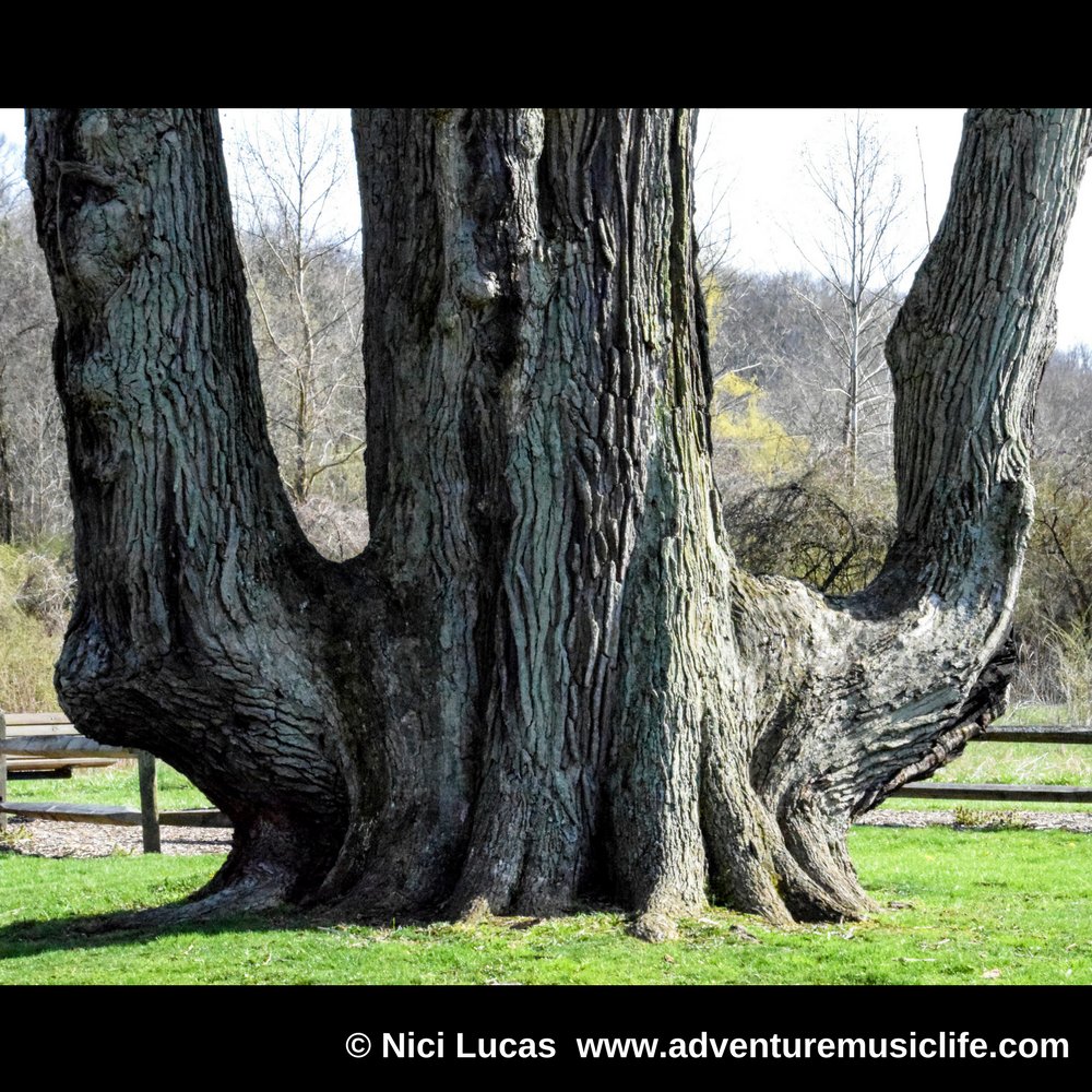 NiciLucas's tweet photo. Between every two pines is a doorway to a new world.β #JohnMuir
Mighty 300-yr-old #BurOak #SignalTree of #Akron #Ohio for #ArborDay
*See @AdventureMusicL 4 alt #PicOfTheDay *
π· Nici Lucas of #AdventureMusicLife 4/18
#Adventure #TheGreatOutdoors #Photography #Nikon #PhotoOfTheDay https://t.co/JhpPkDIne0