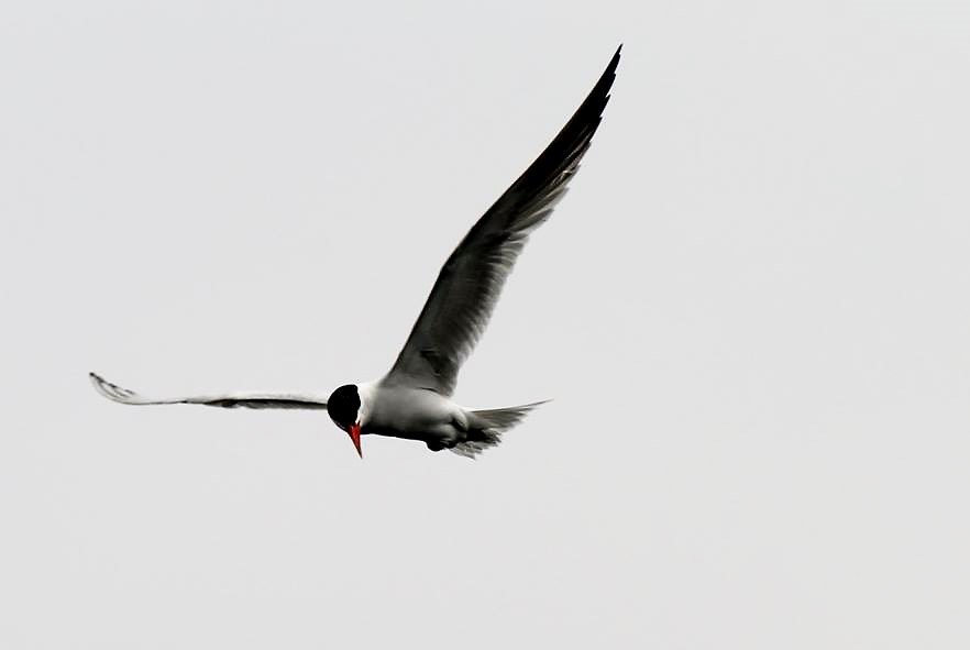AudubonNebraska's tweet photo. Only 11 more followers til our first 100! Help us get there by sharing the word. #HelpUsReach100! #TGIF https://t.co/Vln5mTK0iC