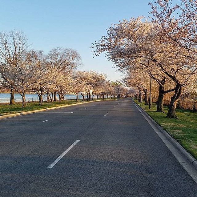 gripunlimited's tweet photo. DC Days & Hains Point Cherry Blossoms from @emeter's spring ride #gripunlimitedbags #ridewithgrip #hainspoint .
.
.
#bythings
#madeindc
#acreativedc
#dclife
#activeDC
#mydccool
#IGDC
#smallbizdc
#shoplocal
#shopDC
#DMV
#shopsmall
#bikenyc
#bikeva
#capita… https://t.co/oi8USywNXp https://t.co/0AQVNYVOQH