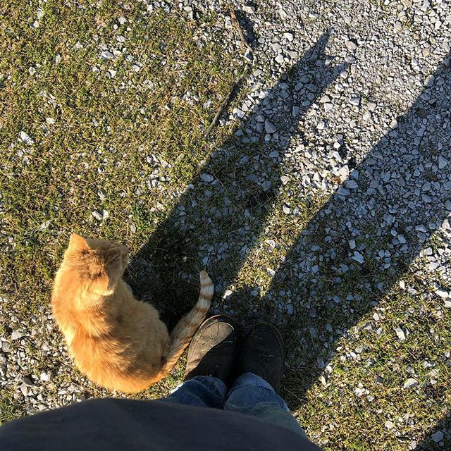 crazysheeplady's tweet photo. Happy to have my orange shadow back by my side 😻. He had a bit of a rough day yesterday.
#comby #orangecats #bestcatever https://t.co/fBUXBlb4Yp https://t.co/xraxDwbkRJ