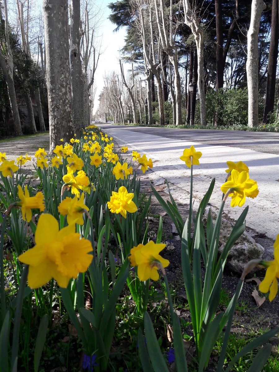 PatrimNacional's tweet photo. Los narcisos eran la flor preferida de Felipe II y se conocían en la época como "Junquillos". ¡En el Campo del Moro de Madrid puedes verlos en todo su esplendor! #natureMW https://t.co/o3UfCT94CO