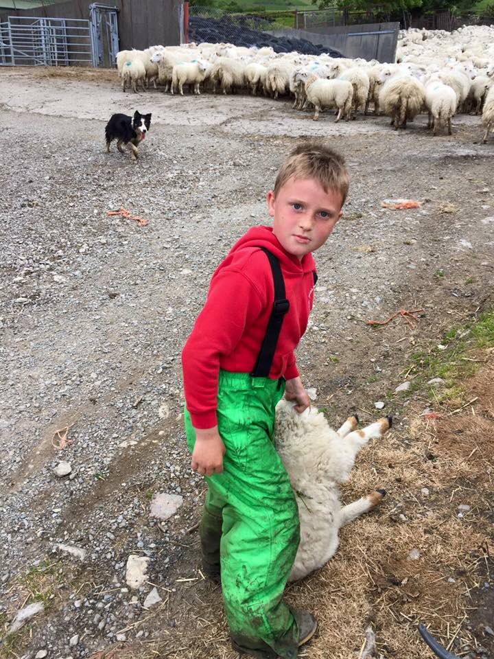 1GarethWynJones's tweet photo. Watch @itvcoastcountry tonight with our fantastic young farmer Gethin taking about Carneddau ponies @ruthwignall @hannahthomasitv @ITVRobShelley @IanLangITVWales https://t.co/MAjI3TrNES