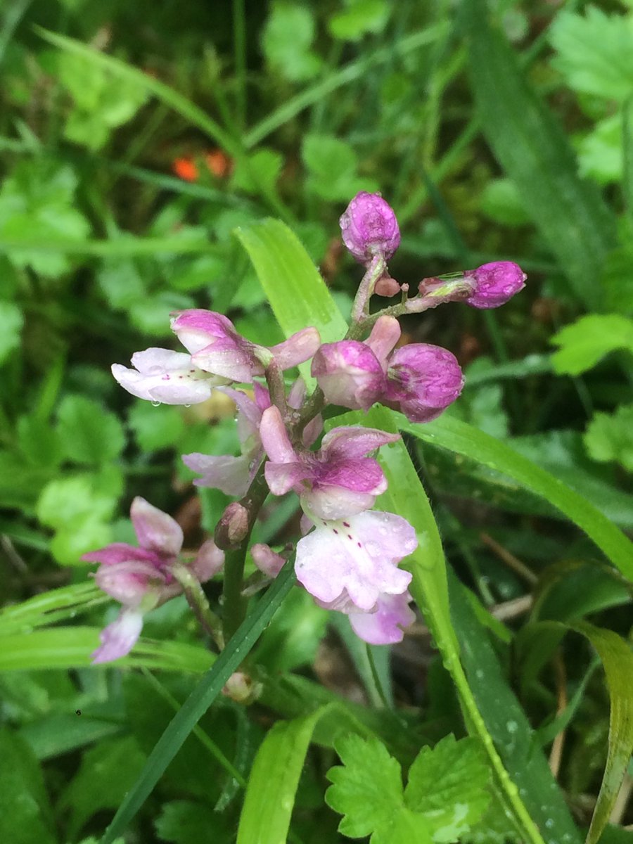 Danny Chesterman tweet media