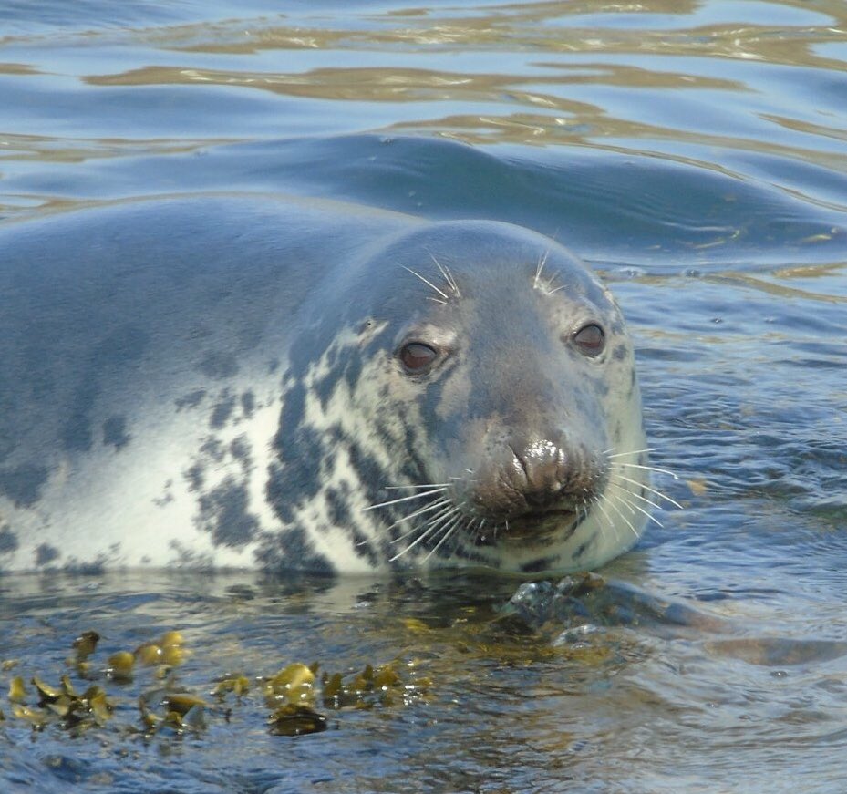 Morlo llwyd Enlli / One of Bardsey’s grey seals #greyseal #seal #YearOfTheSea #morlo #arfordircymru #welshcoast #irishsea #coast #sea #môr