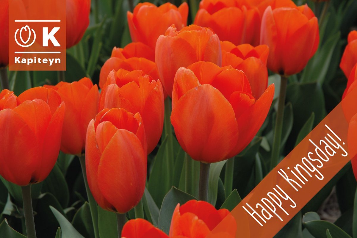 Happy Kingsday! #kingsday #tulips