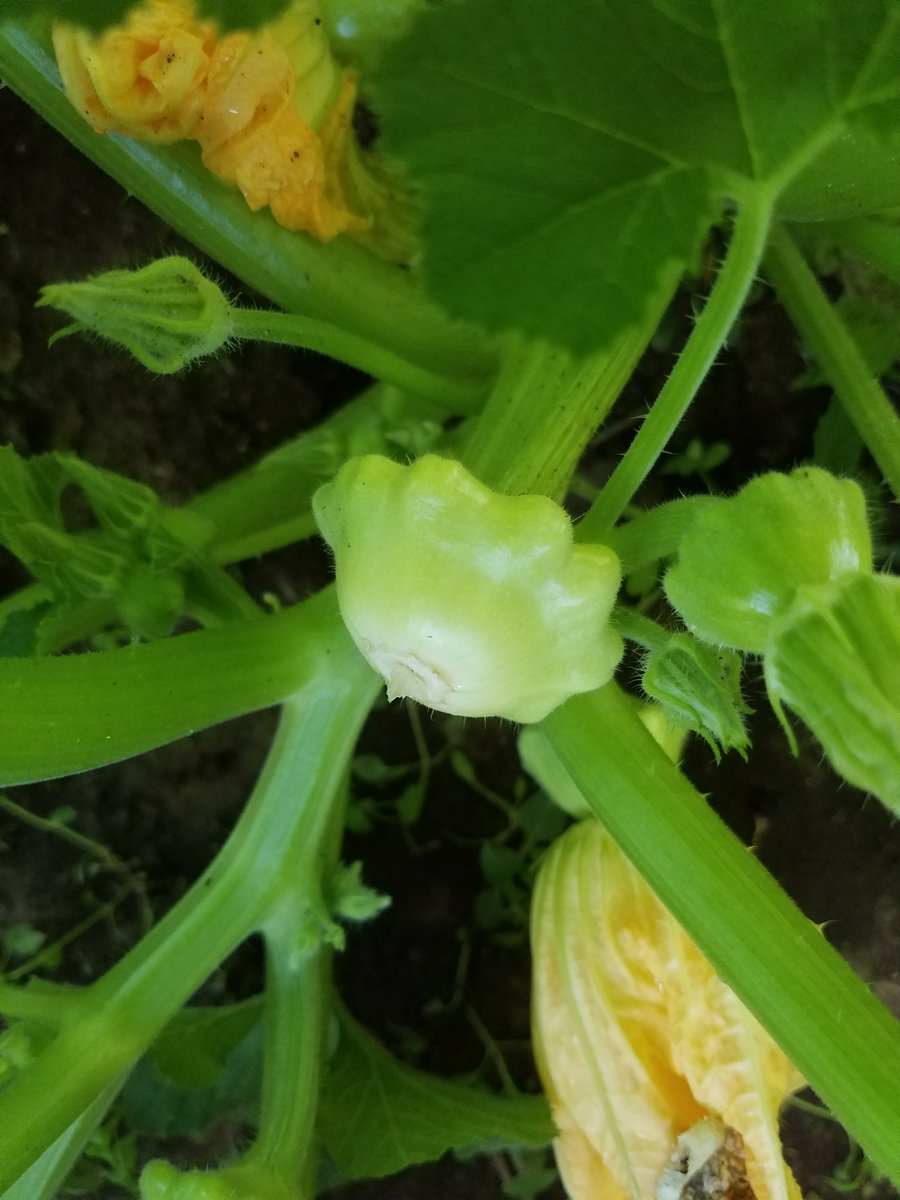 HassellRJ's tweet photo. Probably my favorite squash im growing right now is this scallop/patty pan squash.  Kind of reminds me of a flying saucer thw bigger it gets and its delicious. https://t.co/jHc7upD9XP