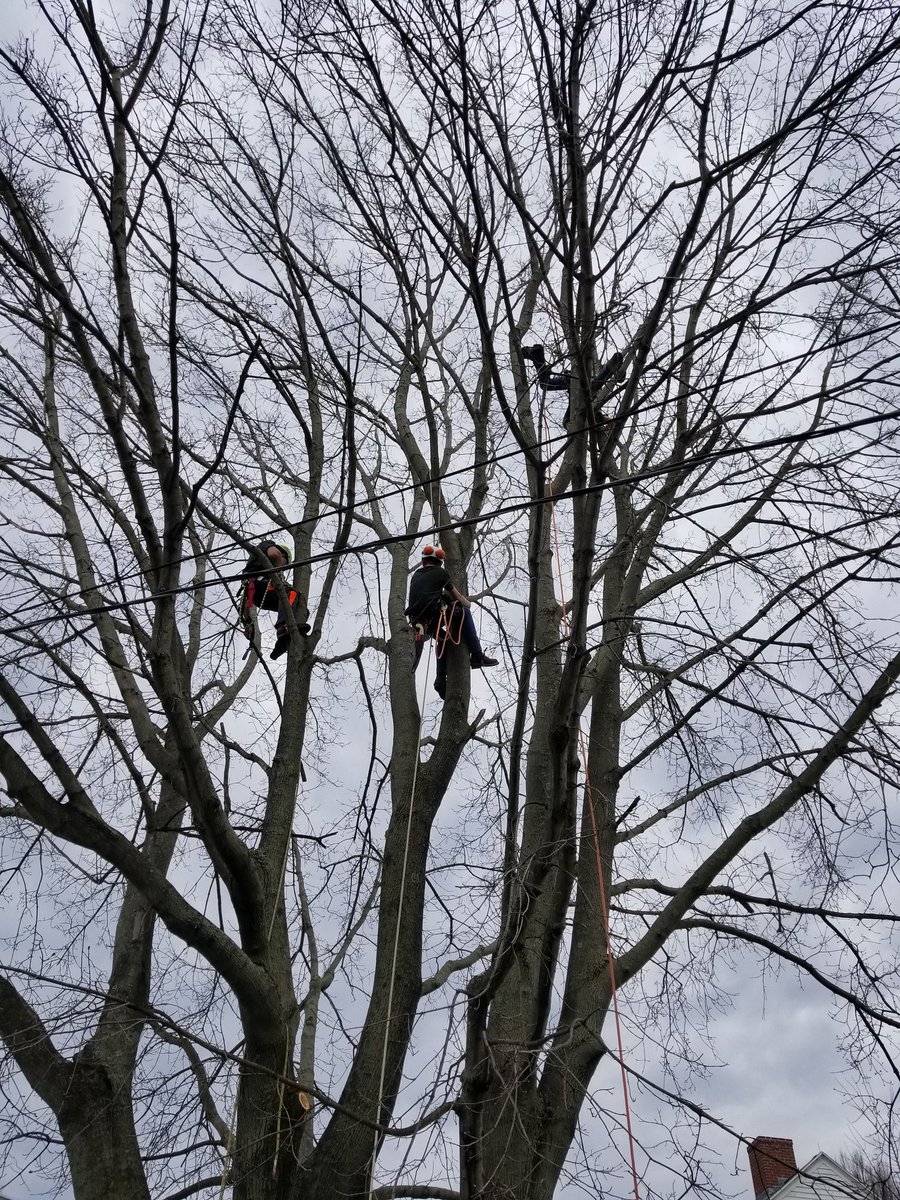 BristolAggie's tweet photo. #ArborDay #BAPRIDE #BAWork #BAOutDoorClassroom https://t.co/zWKJqFl6NB