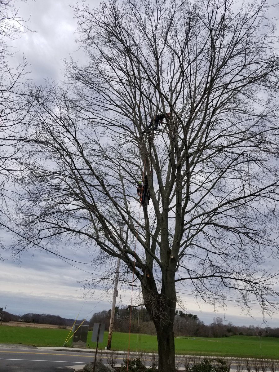 BristolAggie's tweet photo. #ArborDay #BAPRIDE #BAWork #BAOutDoorClassroom https://t.co/zWKJqFl6NB