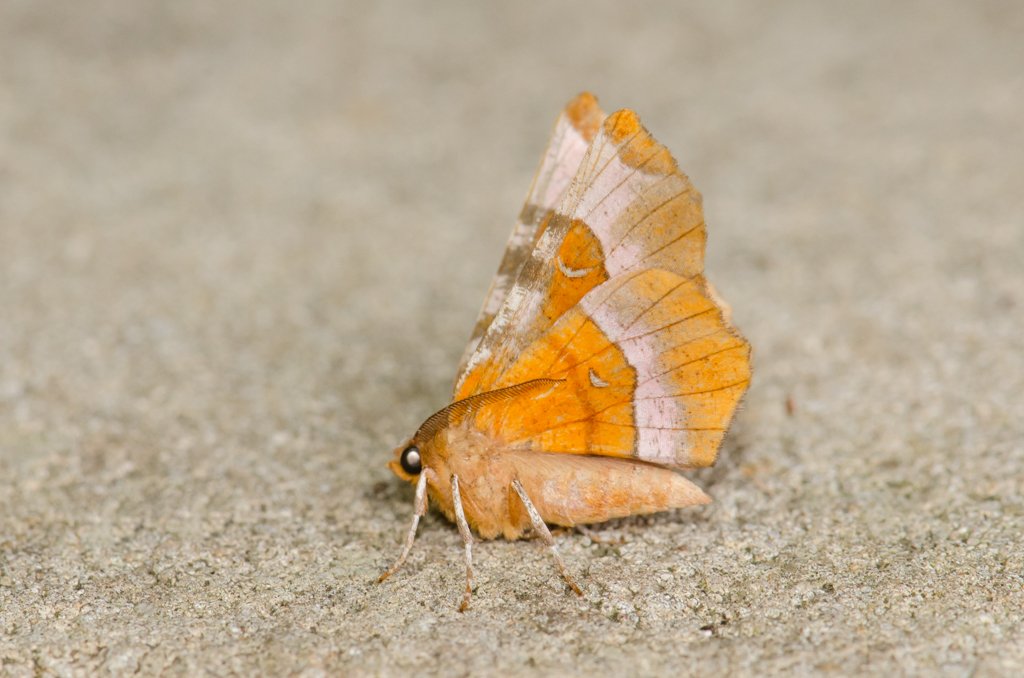 British Moths tweet media
