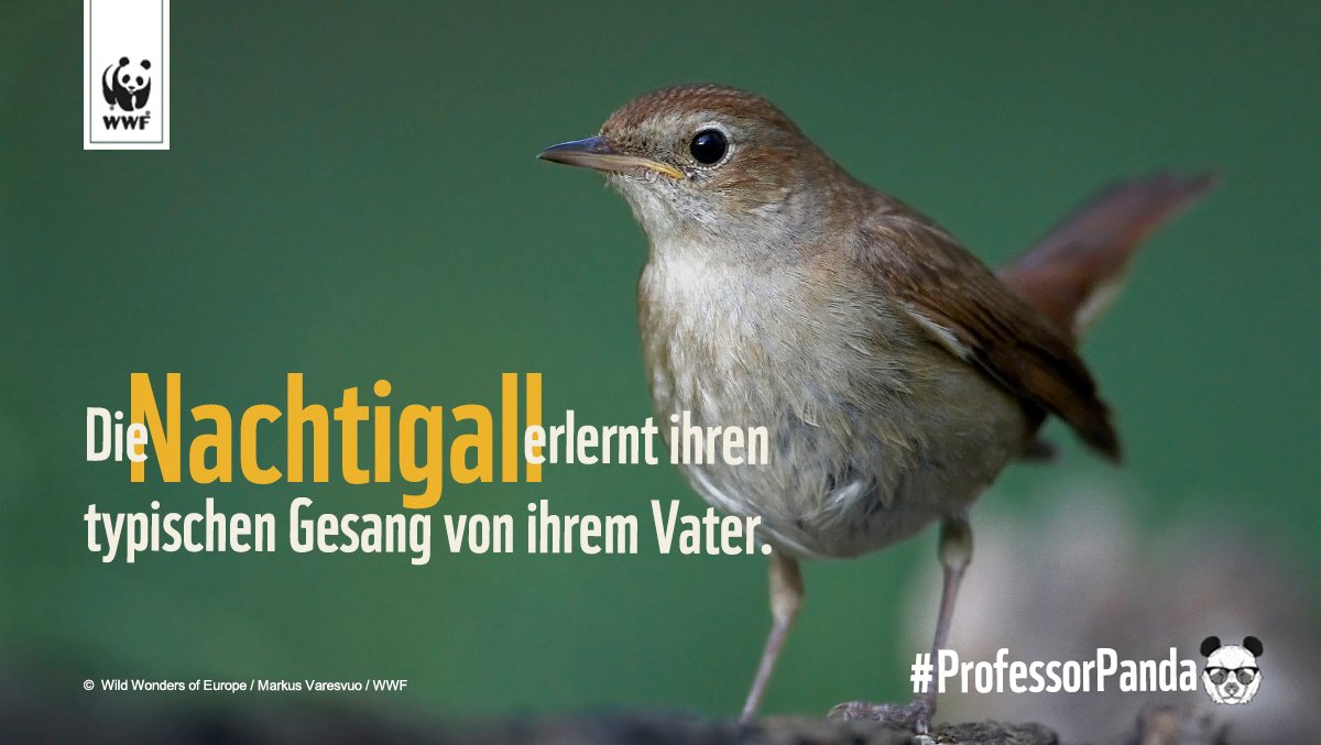 WWF_Deutschland's tweet photo. Das führt sogar zu regionaltypischen Melodien und Besonderheiten! 🐤🎶 #ProfessorPanda https://t.co/mwiYQUdg2C