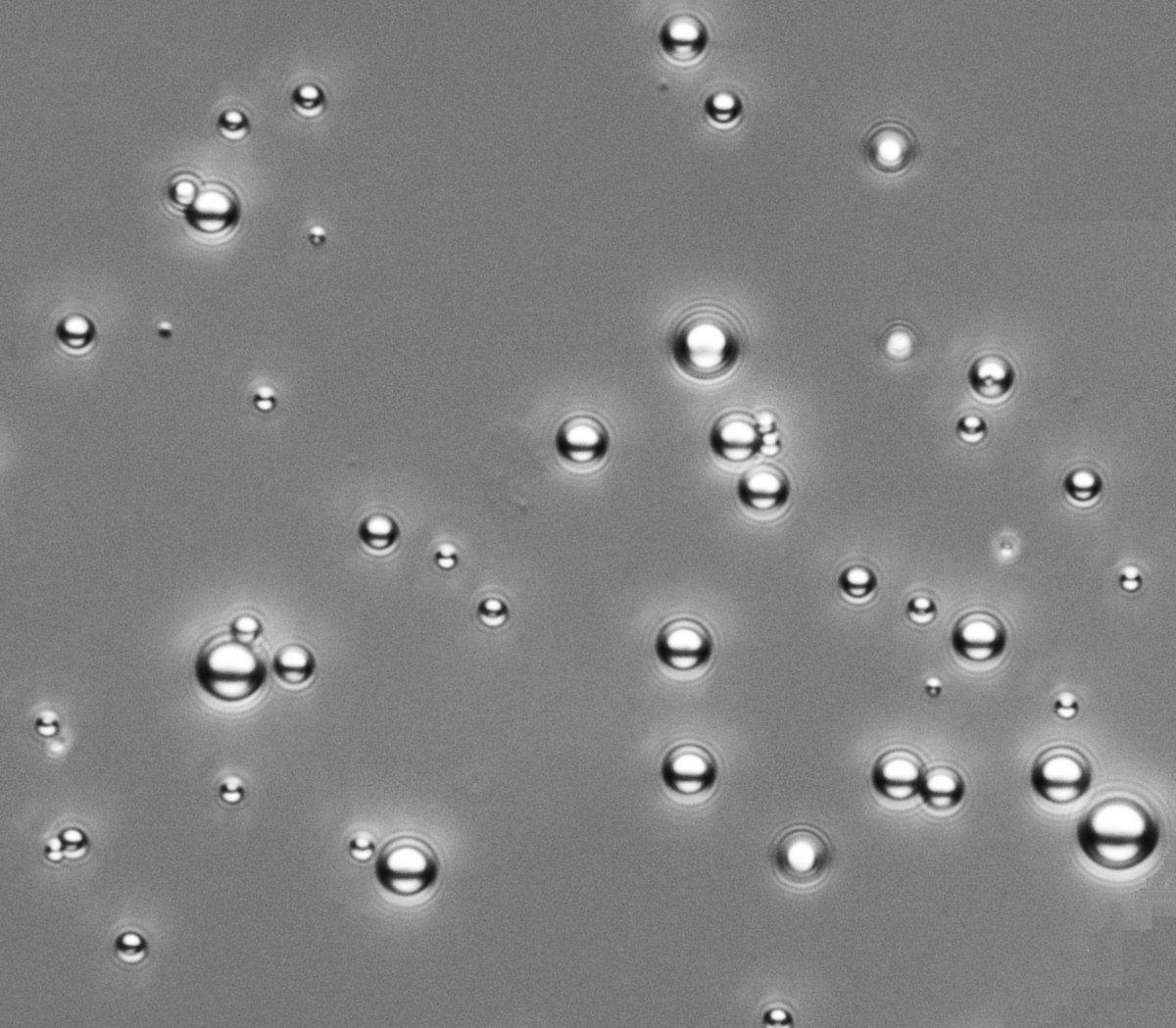 Yinyin_Bao's tweet photo. What do they look like? #microparticles #polymer #scientificimage https://t.co/ERPkHJmfFH