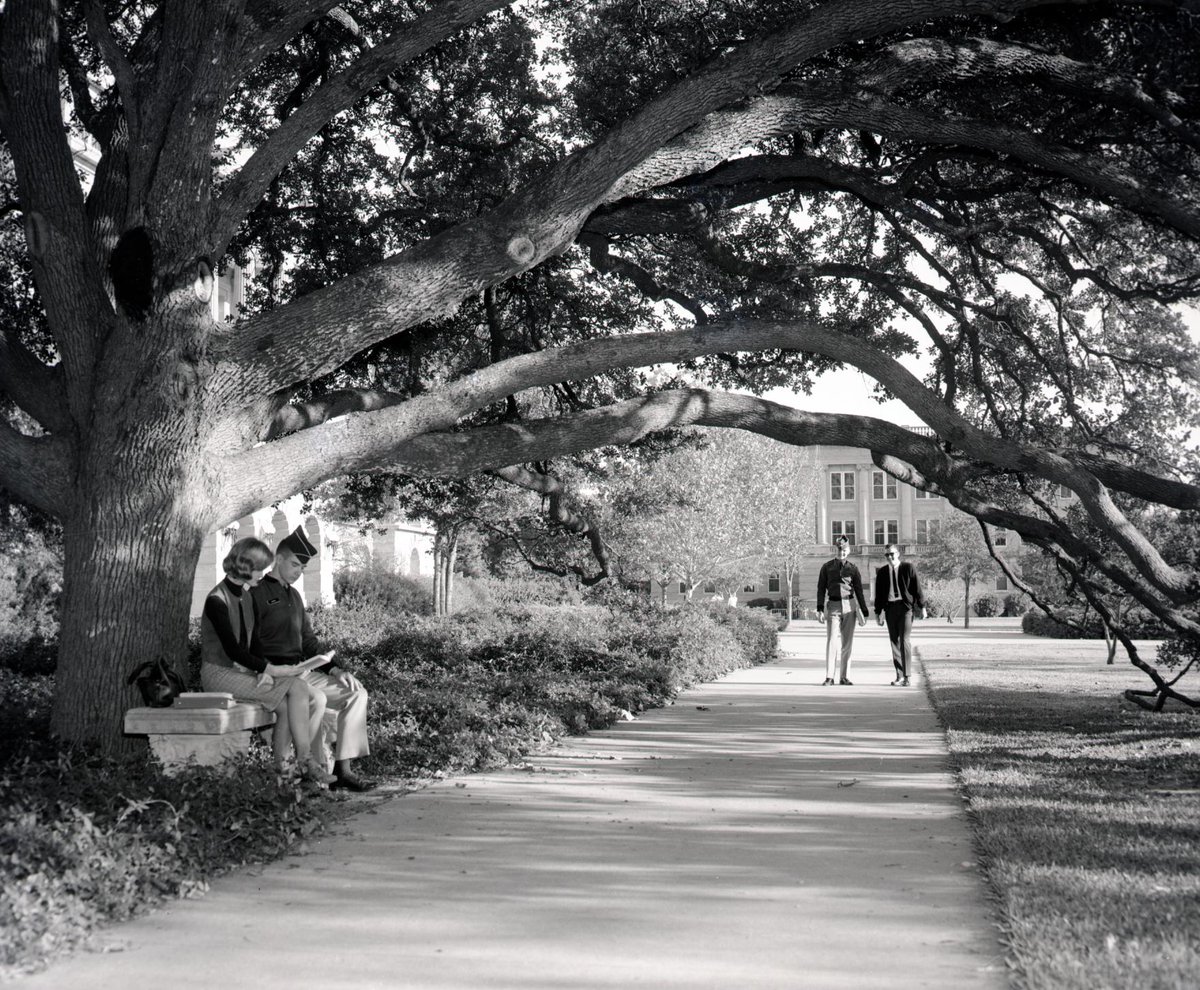 black and white photo showing two students studing on the bench under the century tree and two other students beginning to walk under the branches