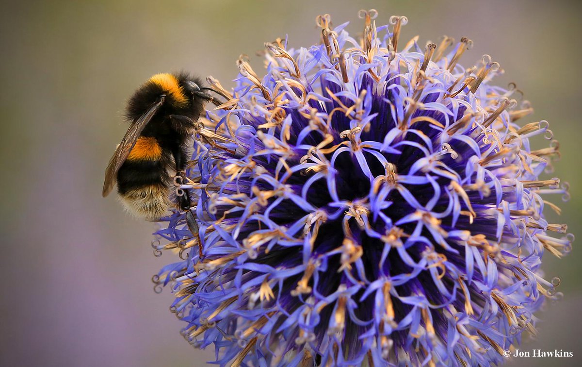 The Wildlife Trusts tweet media