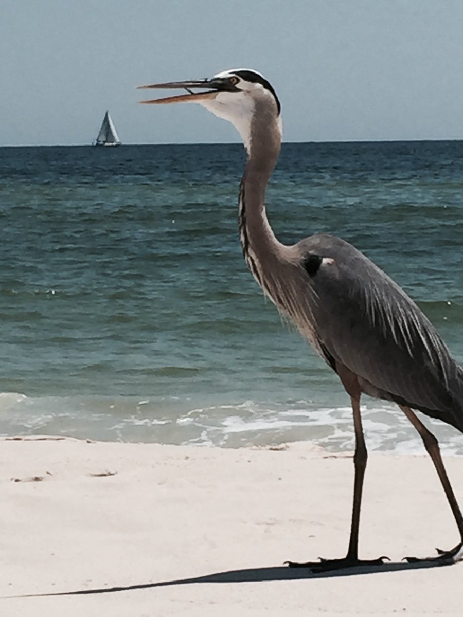 PartnersInSand's tweet image. #LoveFlorida