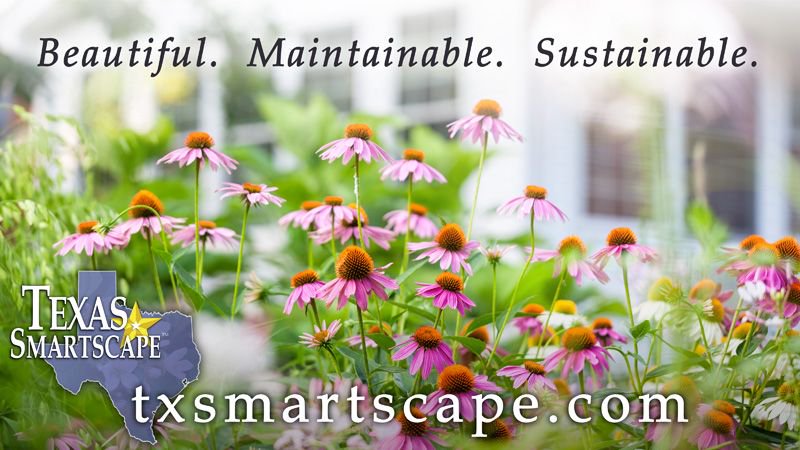KeepRowlett's tweet photo. North Texans can never rely on the rain, so get #SmartScape plants for your yard. https://t.co/DqjHLMCMtY features plants that can endure #TexasDrought and look good doing it https://t.co/WXLcgHOSNI