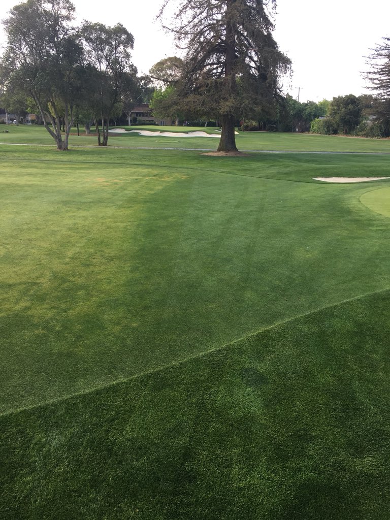 PB_CGCS's tweet photo. One season of @BayerGolf #prograss in apps & surrounds proven well worth it. Substantial improvement in surface quality and aesthetics. Fairways next??🧐🤑 @SanJose_CC https://t.co/33a0Qz3tbO