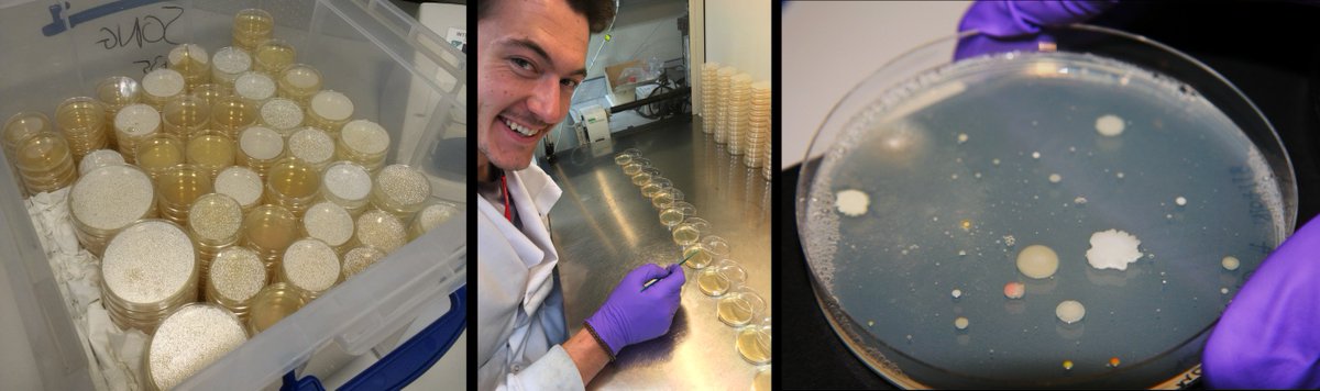 ICLCleverClover's tweet photo. Friendly soil bacteria are great for plants - they feed them important nutrients and fight away nasty diseases. Colourful, wrinkly, shiny or hairy - come play lab microbiologist and see how many you can grow! Here's one we prepared earlier ;) #ImpFest https://t.co/j9h99QgDcZ