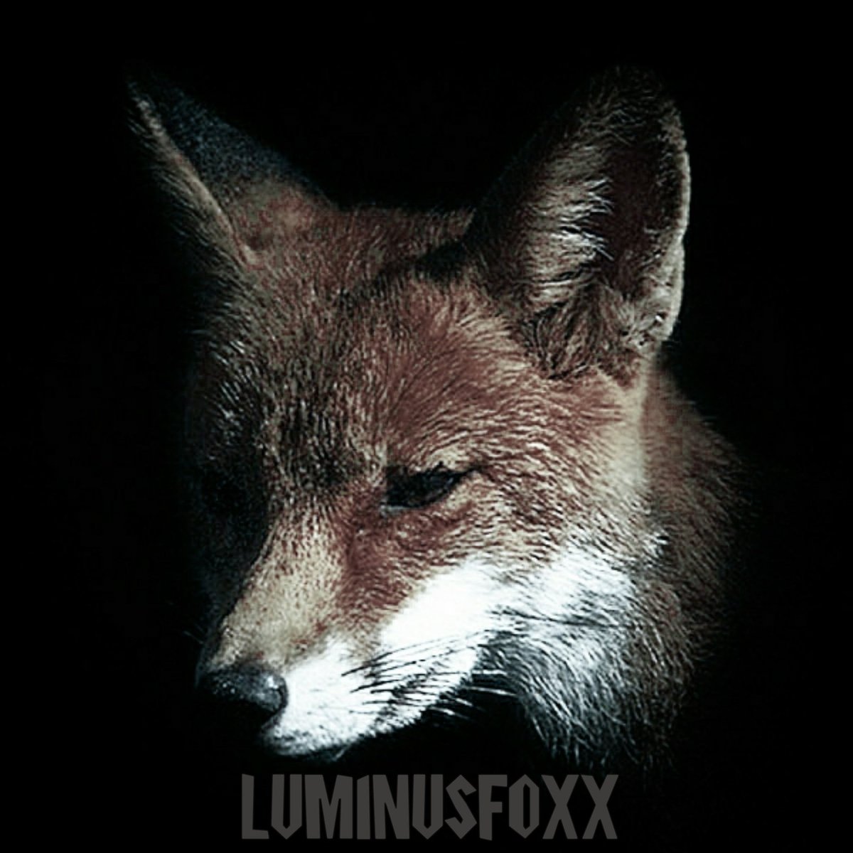LuminusfoxX tweet media