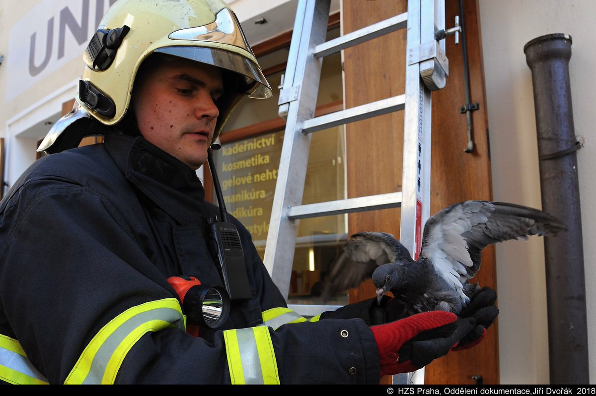 Hasiči vyprostili holuba, který uvízl v okapové rouře na fasádě domu v ulici Konviktská v Praze 1.